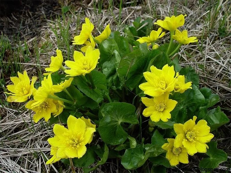 Калужница (Caltha). Калужница Caltha polypetala. Калужница Болотная. Первоцветы калужница Болотная. Желтые ранние цветы фото