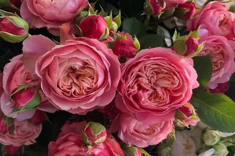 Classic rose