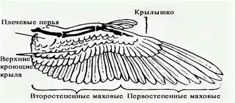 Строение покровов класс птицы