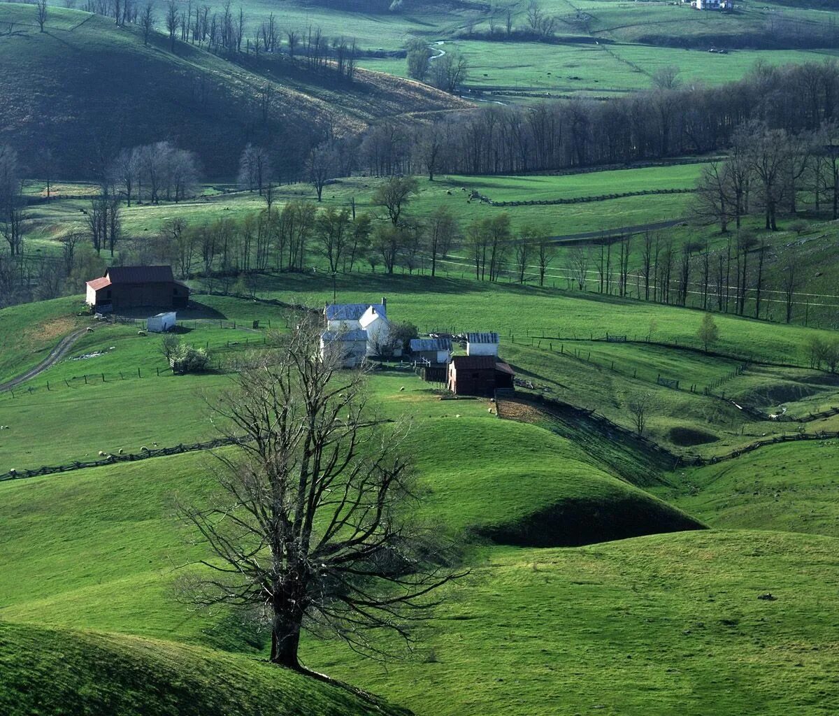 Countryside гайд. Штат Вирджиния природа. Штат Западная Вирджиния природа. Штат Вирджиния леса. Природа лес штат Вирджиния,.