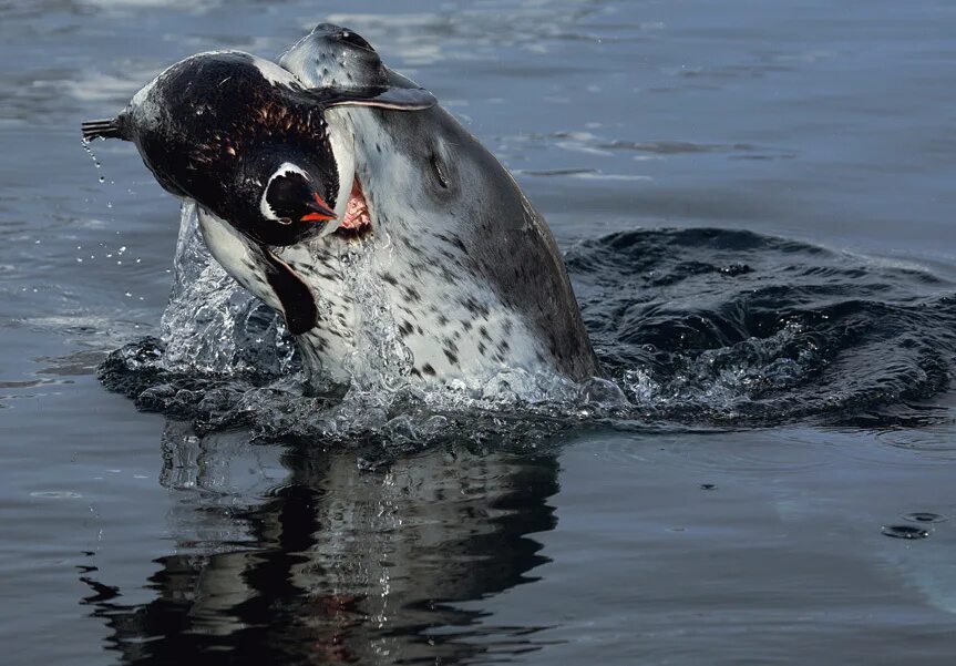 Кто ест морских. Ластоногие морской леопард. морской леопард в антарктиде. морской леопард ест пингвина. морской леопард охота.