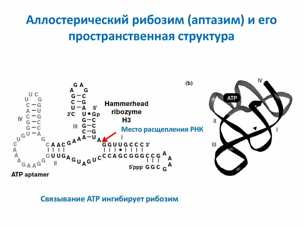 Каталитическая рнк. Структура аллостерических ферментов. Рибозимы структура. Пространственная структура ферментов. Рибозим РНК.