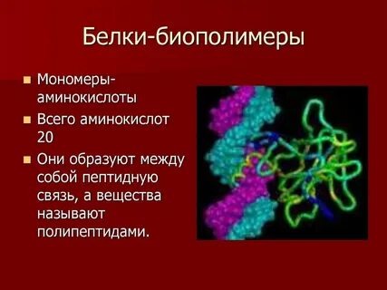 Найдите три ошибки белки это нерегулярные биополимеры