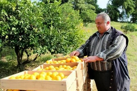 Когда в абхазии созревают