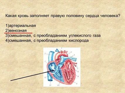 Правое пол