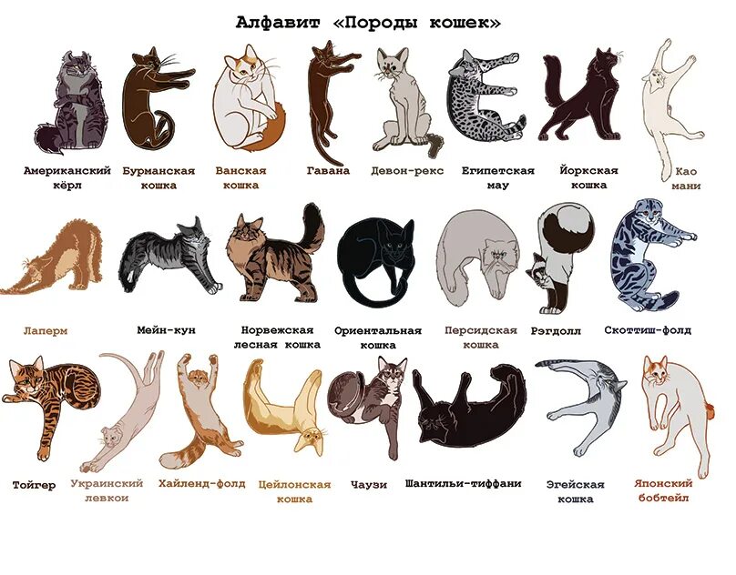 Список пород кошек. Породы кошек по алфавиту. Породы кошек с фотографиями по алфавиту. Породы кошек по алфавиту названия.