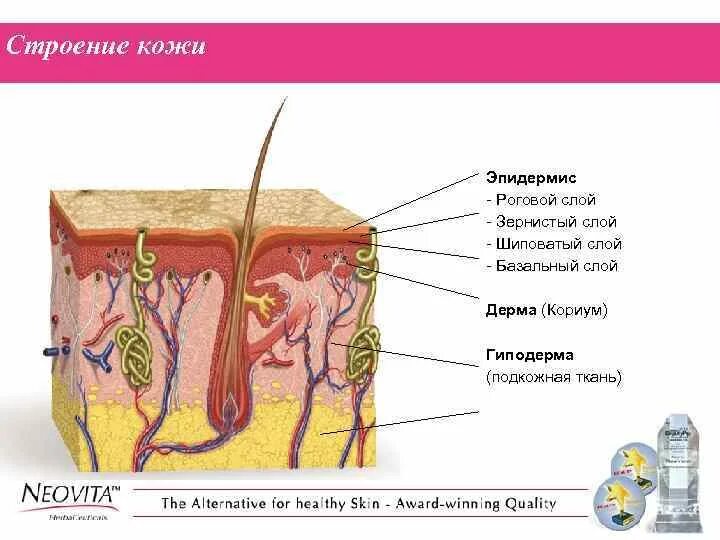 Кожные роговые образования это. Слои кожи эпидермис дерма и гиподерма. Строение кожи эпидермис дерма гиподерма. Строение кожи эпидермис дерма гиподерма рисунок. Строение кожи роговой слой эпидермис дерма.