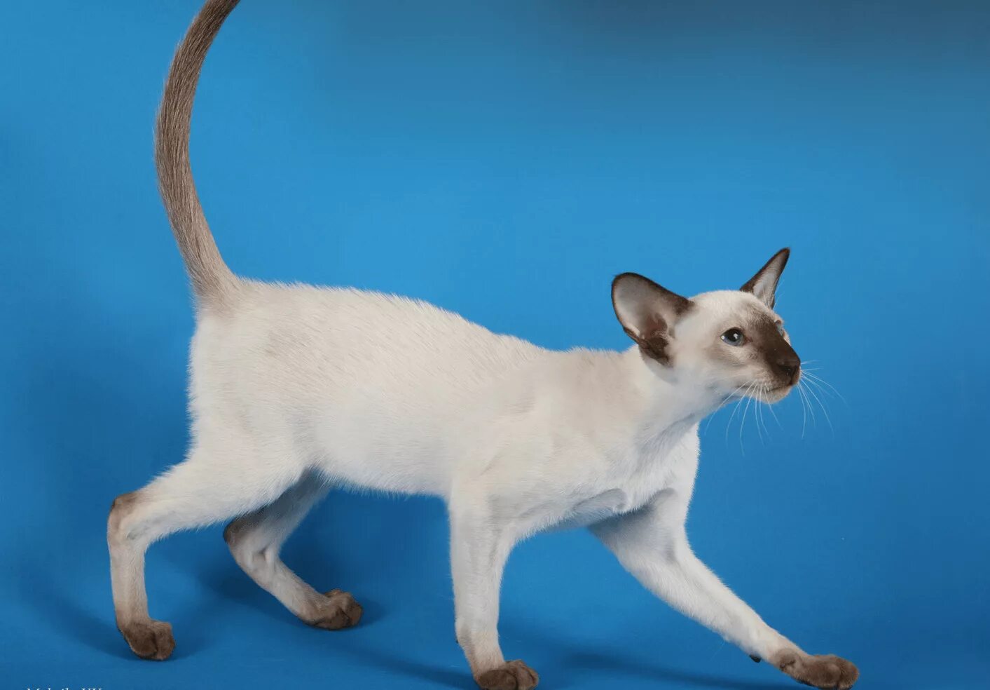 Сиамо-ориентальные кошки. Сиамская Ориентальная кошка. Петерболд Ориентал. Ориентальная порода Форин Вайт. Сиамская кошка длинная