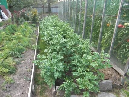 Можно ли базилик сажать рядом с огурцами