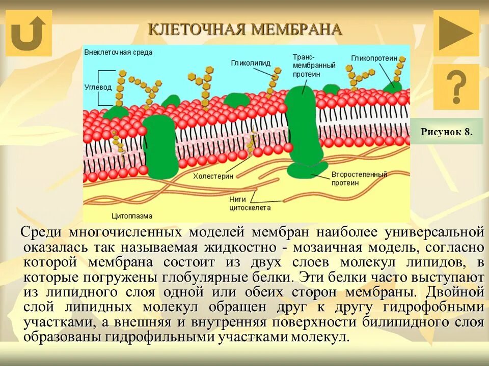 Из чего состоит оболочка клетки. Модель мембраны клетки. Жидкостно мозаичная модель клеточной мембраны. Комплекс клеточных мембран волоса. Мембрана двойной слой молекул липидов.