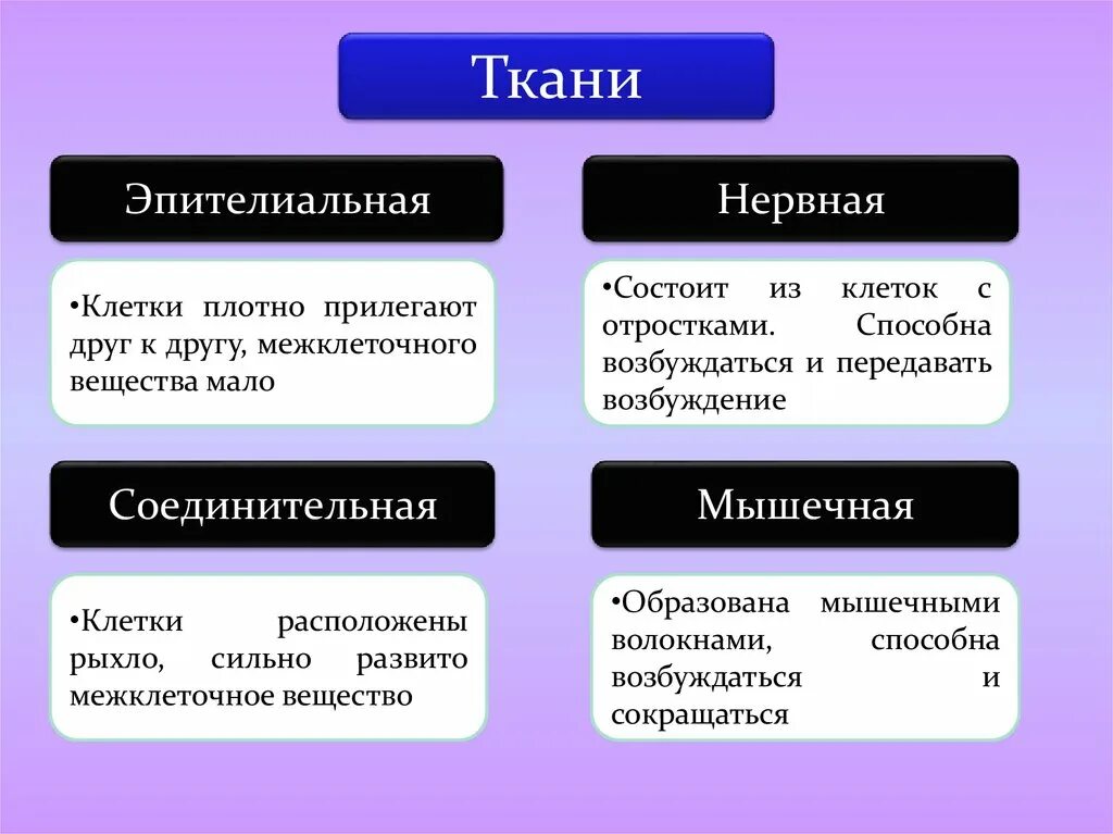 Клетки плотно прилегают друг к другу межклеточного вещества мало. Клетки плотно прилегают друг к другу. Клетки эпителиальной ткани плотно прилежат друг к другу. Эпителиальная ткань клетки плотно прилегают друг к другу.