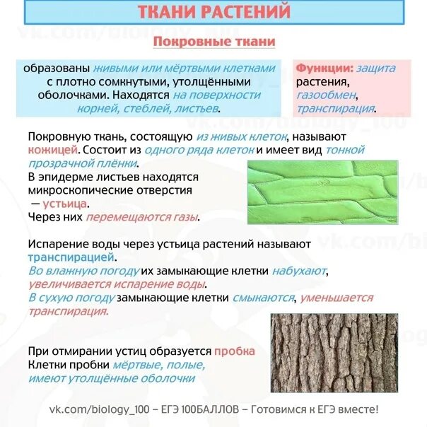 Строение тканей растений. Шпаргалки для егэ по биологии 2022. Основная ткань растений строение. Образовательная ткань растений 6 класс биология. Растительные ткани огэ биология.