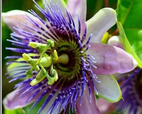 13 Tropical Looking Plants That Will Survive Winter Passion vine, Passion flower