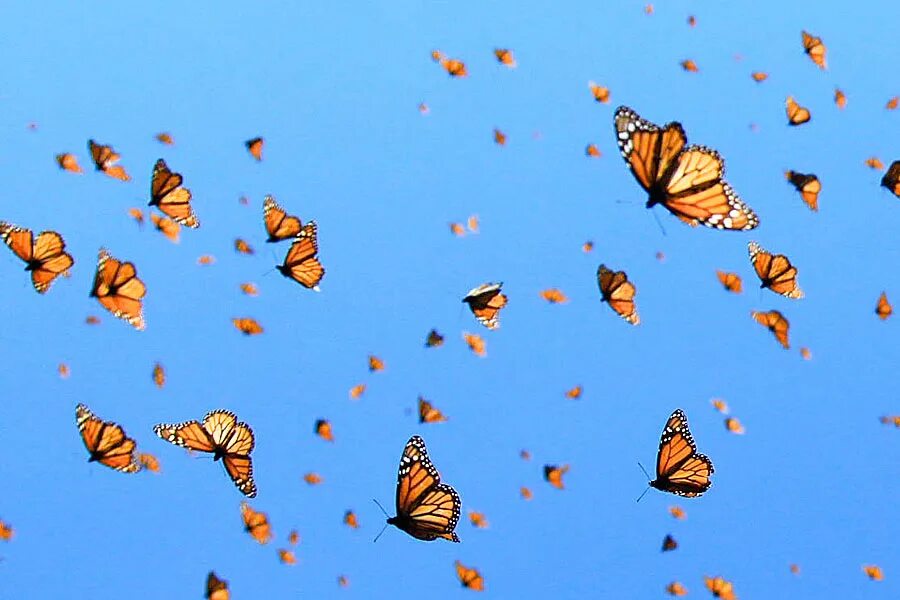 Fetching butterflies pixwox