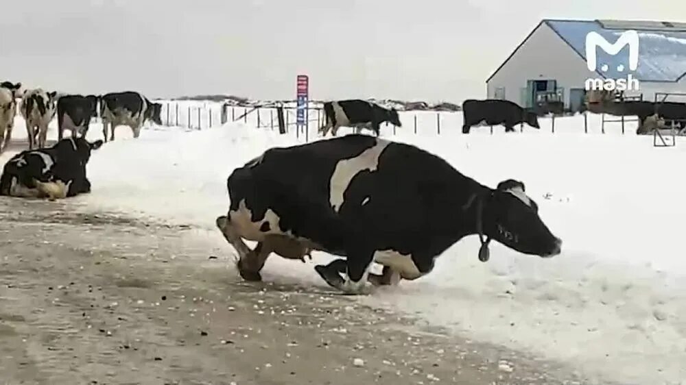 Корова на льду прикол. Корова на льду длительность. Небылое коровы на льду. Коровы на льду во владимирской. Корова на льду гиф.