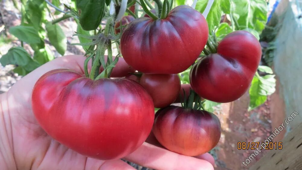 Томат голубая прелесть. Томат блу бьюти. Томат голубая прелесть. Томат голубая прелесть. Фото помидор голубая прелесть.