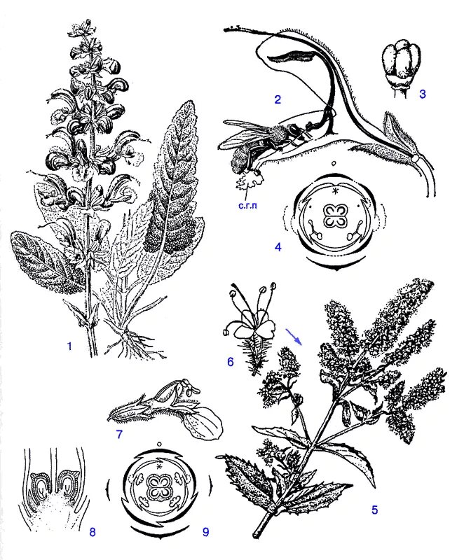 Диаграмма цветка шалфея Лугового. Шалфей Губоцветные. Шалфей Луговой формула цветка. Губоцветные - шалфей Луговой. Семейства ботаника
