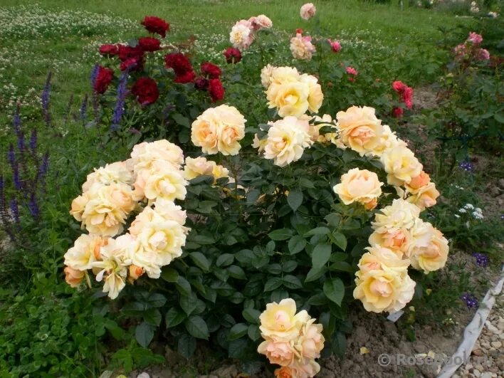 Роза хансештадт росток фото и описание Купить Штамбовая роза Хансэштадт росток / Rose Hansestadt Rostock (1,50см) ВЕСНА