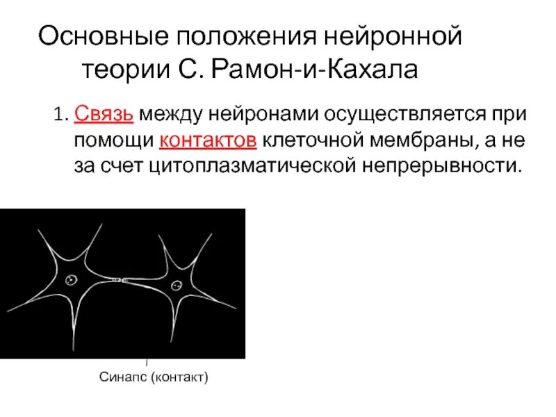 Осуществляет связь между нейронами какой нейрон. Основные положения нейронной теории. Как осуществляется связь между нейронами. Нейронная теория и механизмы связи между нейронами. Линейная взаимосвязь между нейронами.