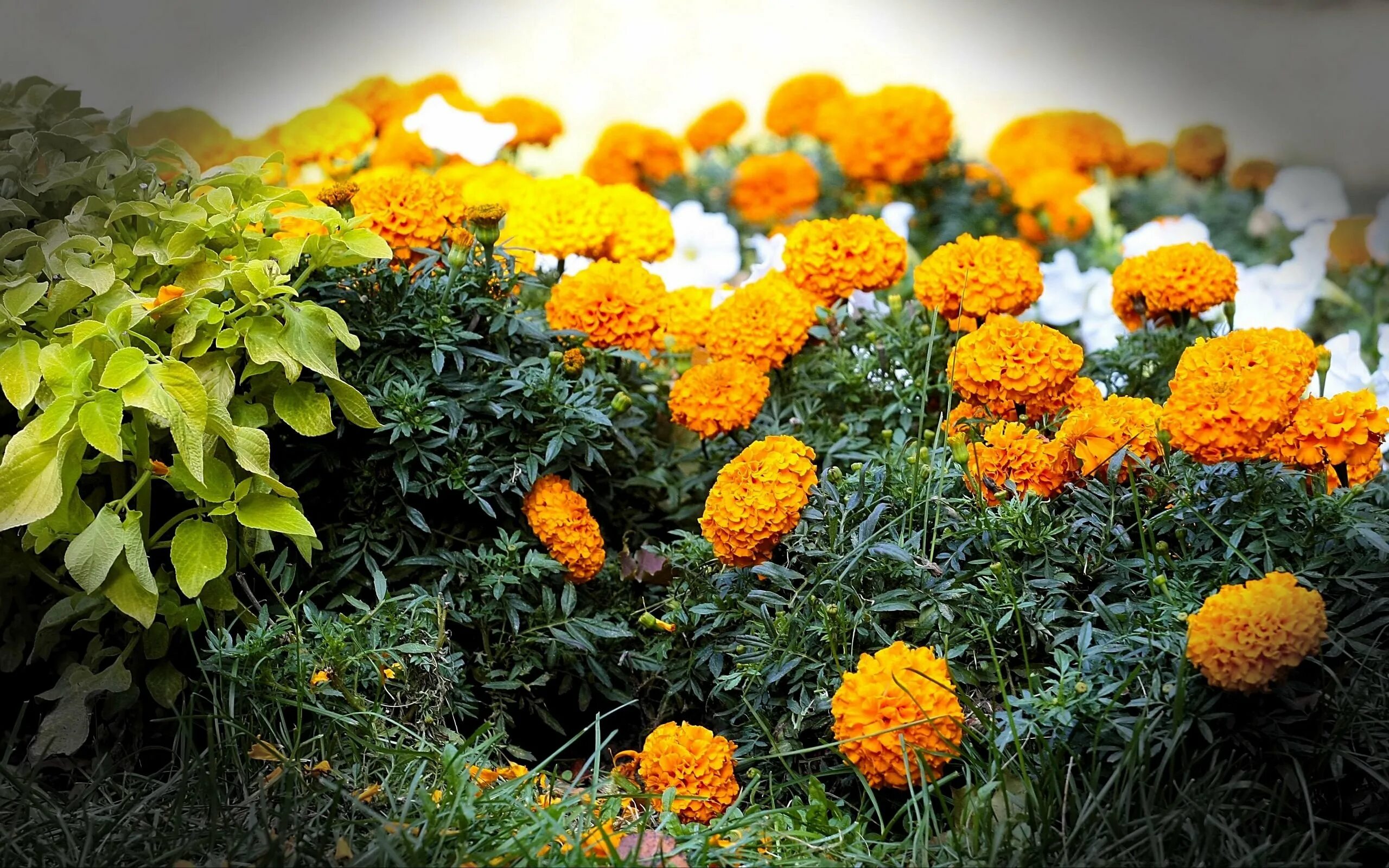 Цветы оранжево желтые название. Бархатцы Ацтек лайм Грин. Бархатцы мелкоцветные. Бархатцы Тагетес. Цветы бархатцы Тагетес.