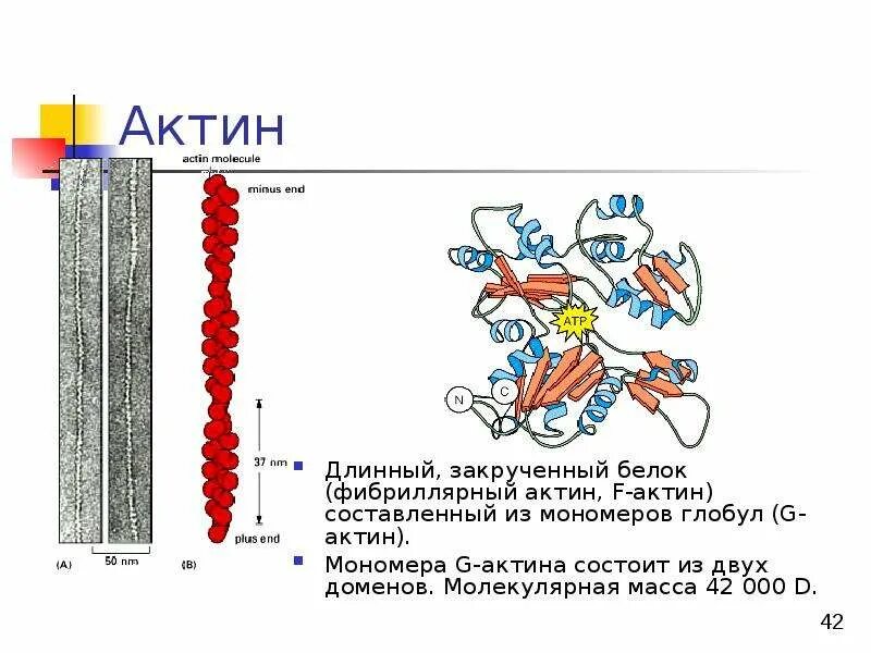 Состав актина. Структура актина биохимия. Актин белок структура. Белок актин биохимия. Актин глобулярный белок.