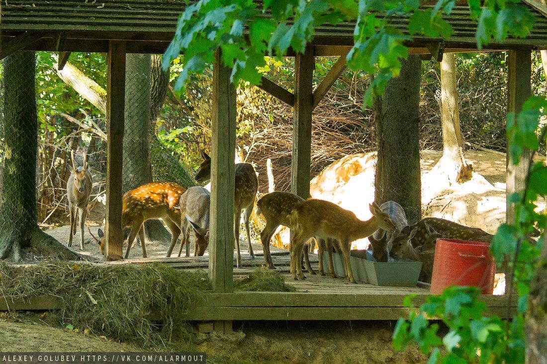 звери в зоопарке. зоосад ленинградский зоопарк. кем был организован зоосад. зоопарк смитсоновского института. зоосад хабаровск.