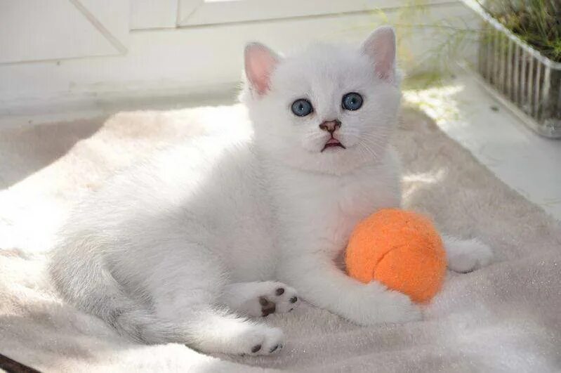 Купить котенка мальчика. Британские котята мальчики белые. Британская кошка белая мальчик. Имя для британской шиншиллы. Имена породистых британских котов мальчиков.