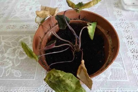 Цикламен размножение