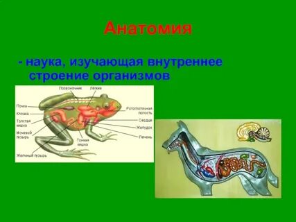 Что изучает внутреннее строение