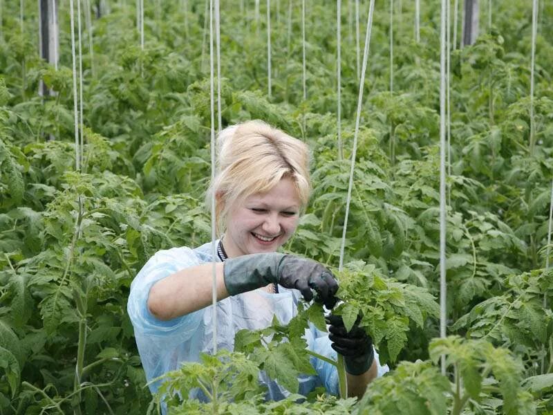 Сезонные работники в поле. Женщины в сельской местности. Работницы села. Работницы села. Сельское хозяйство.