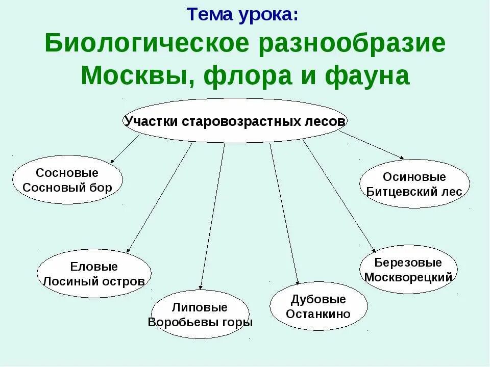 На разнообразие флоры и фауны влияют. Классификация объектов Флоры и фауны. Биологи́ческое разнообра́зие. Видовое разнообразие Москва.