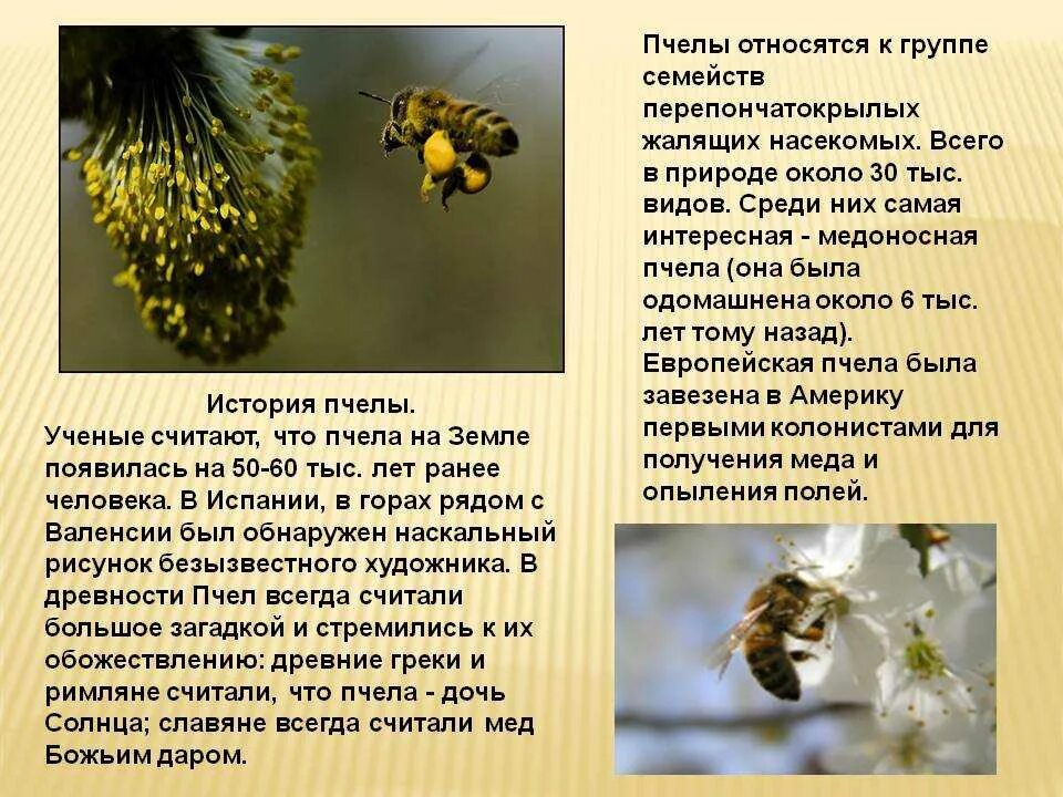 Семейство пчел. Общественные насекомые. К кому относятся пчелы. Пчела для презентации. К кому относятся пчелы.