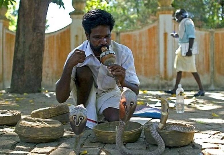 Невероятные факира. Заклинатели змей в Индии. Кобра и Заклинатель змей. Индус Заклинатель змей. Укротитель змей в Индии.