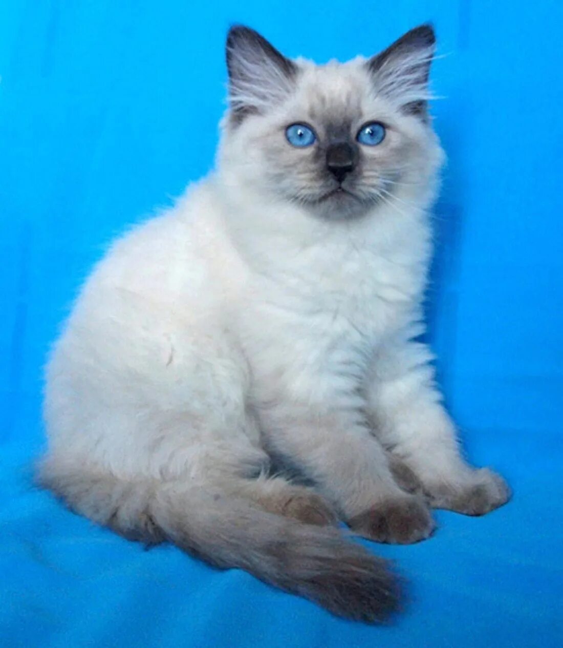 Невская маскарадная кот. Невская маскарадная кошка. Невская маскарадная кошка. Невская маскарадная глаза. Невская маскарадная глаза.
