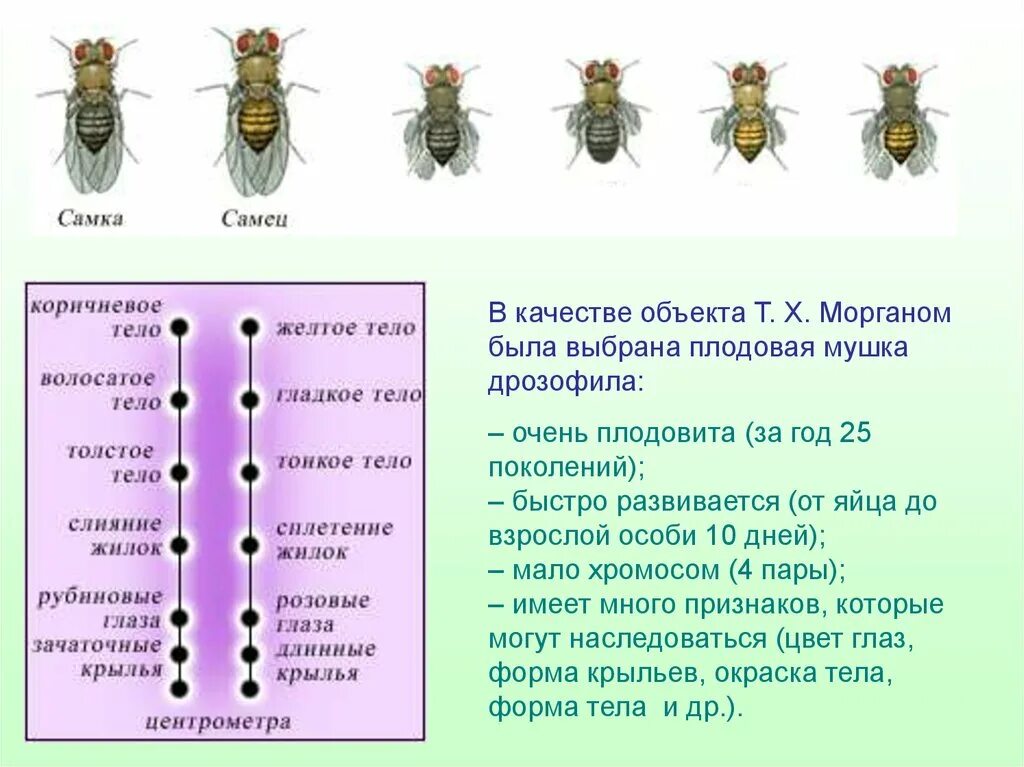 Сцепленное наследование мухи дрозофилы. Сцепленное наследование Морган дрозофила. Мушки дрозофилы сцепленное наследование. Наследование признаков у плодовой мушки дрозофилы кратко. Признаки сильного самца