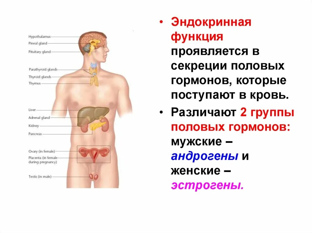 Придаточная железа у мужчин. Гормоны половых желез и надпочечников. Секреция половых гормонов железы. Строение мужских половых гормонов. Железы внутренней секреции, секретирующие половые гормоны.