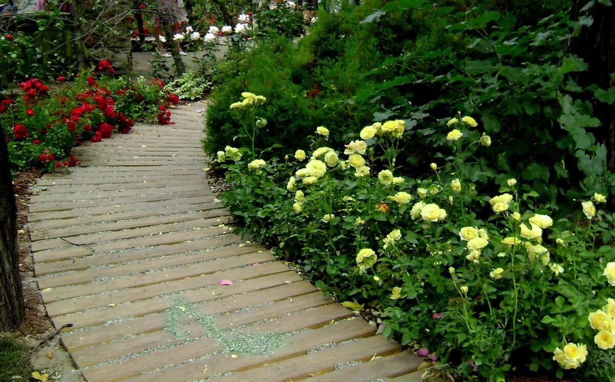 Розарий рабатка. Роза почвопокровная розариум. Композиции роз вдоль тропинки. Лаванда рабатка миксбордер. Розы вдоль дорожки.