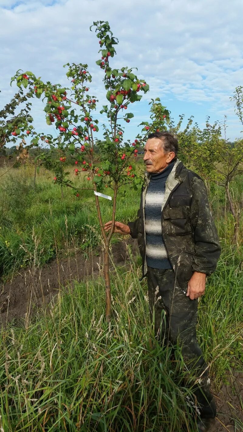 Крутые хутора питомник каталог. Крутые хутора липецкая область питомник саженцев. Крутые хутора питомник каталог. Крутые хутора липецкая область. Крутые хутора питомник каталог.