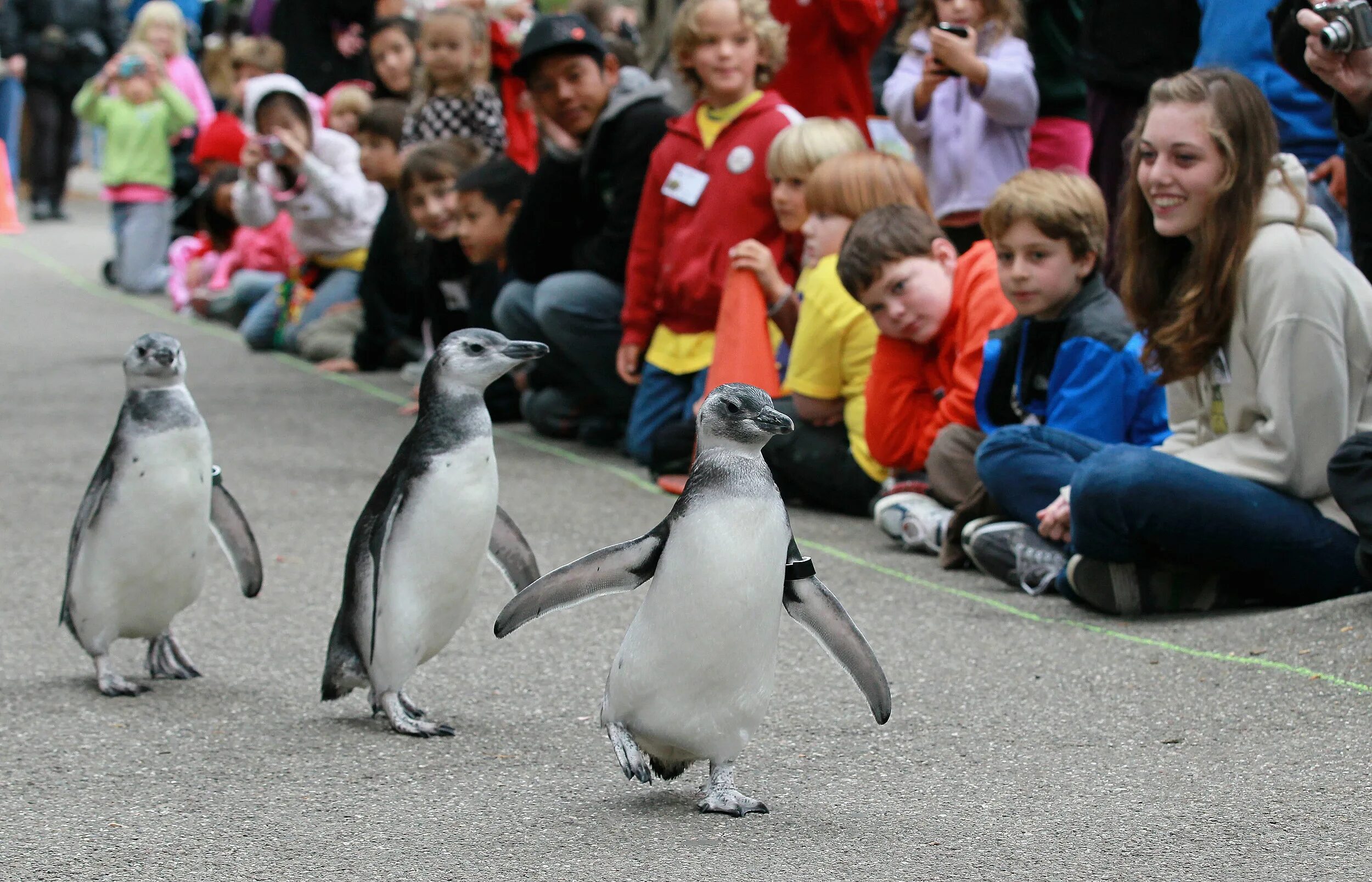 королевские пингвины в московском зоопарке. берлинский зоопарк пингвины. роев ручей красноярск пингвины. пингвины в зоопарке москва. новосибирский зоопарк пингвины.