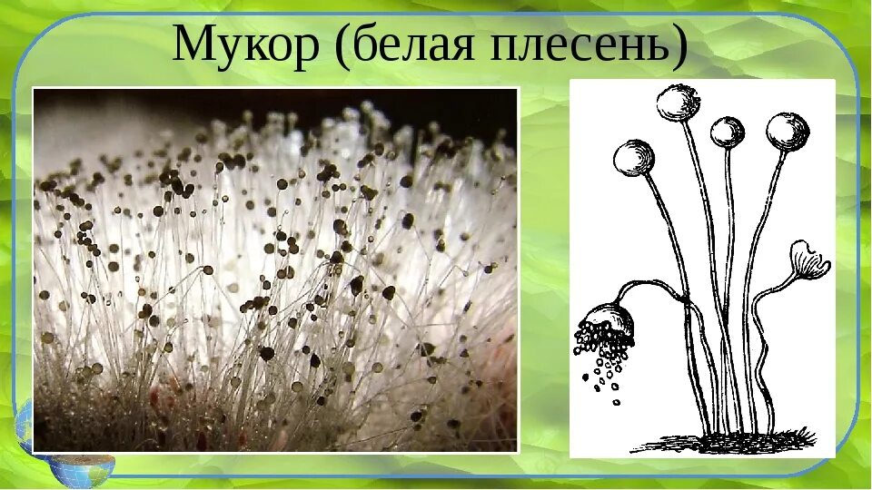 Примеры мукора. Плесневые грибы Mucor. Белая плесень мукор. Плесень гриб мукор. Хлебная плесень мукор.