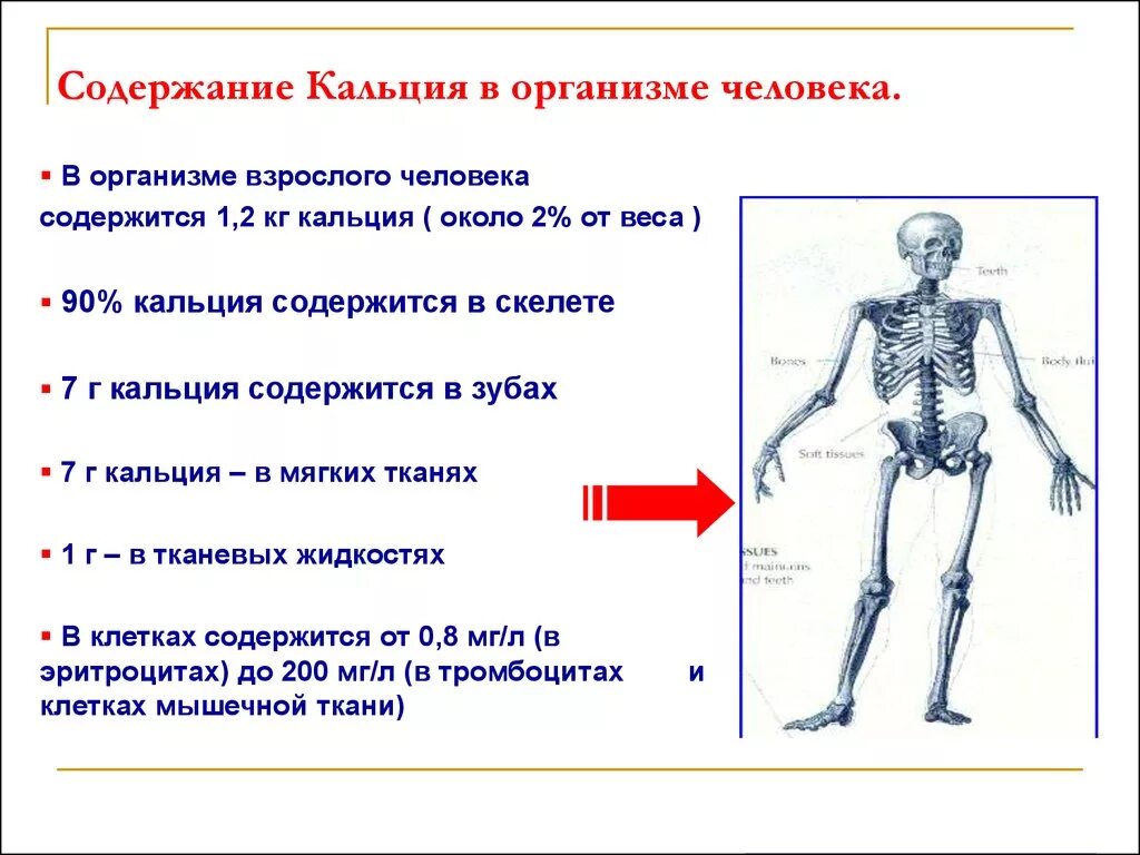 Соединения кальция в организме. Нахождение кальция в организме. Каковы функции кальция в организме?. Локализация кальция в организме. Форма нахождения в организме кальция.