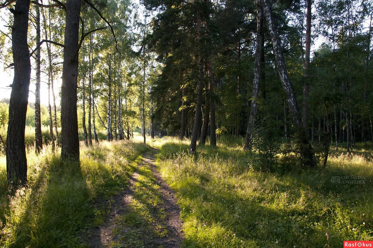 лосиный остров национальный парк москва. лосиный остров в королеве. лосиный остров в королеве. лосиный остров национальный парк. парк «лосиный остров» московская область.