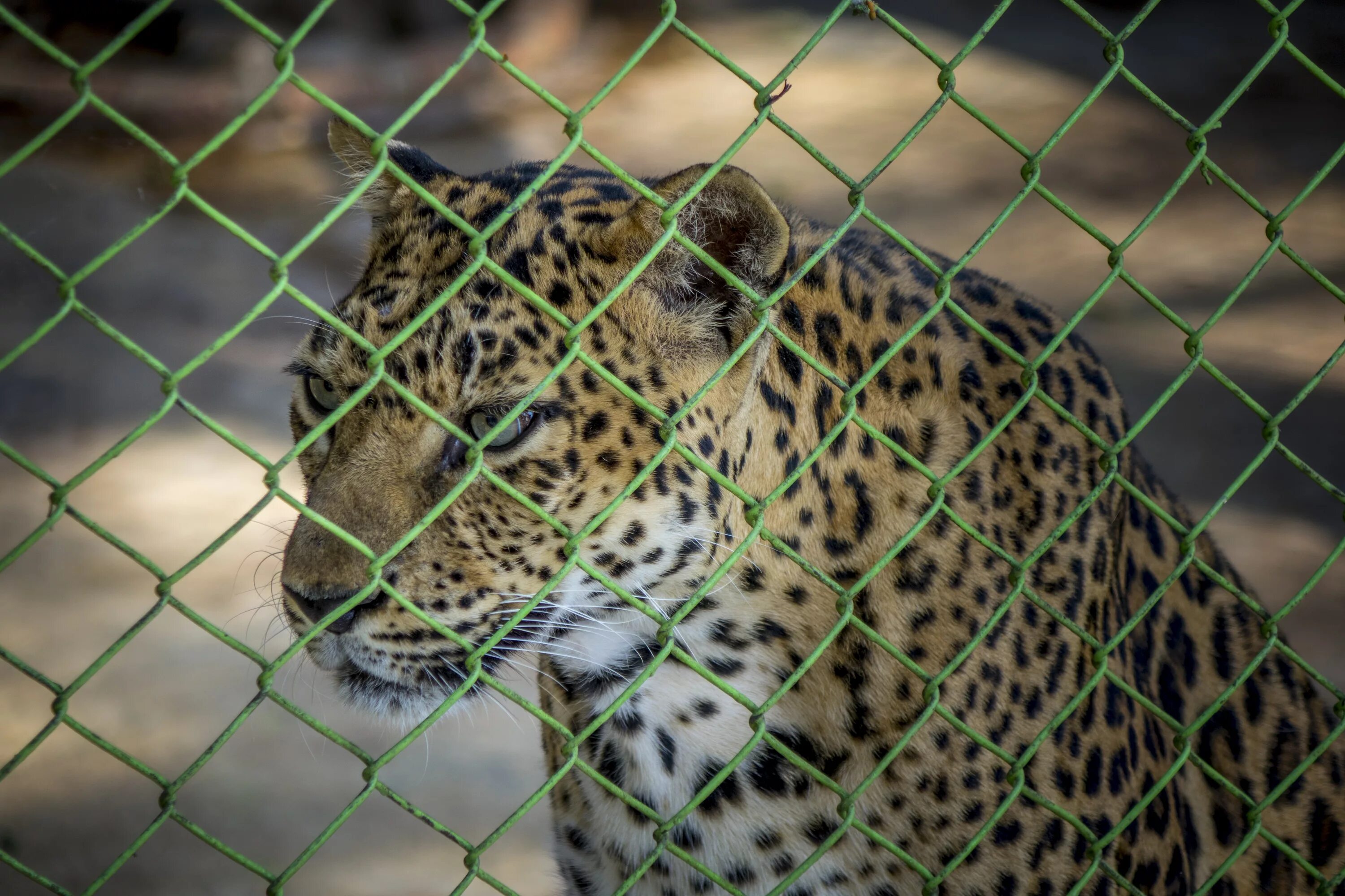 Гепард в Московском зоопарке. Животные клетки. Wild animals as pets essay