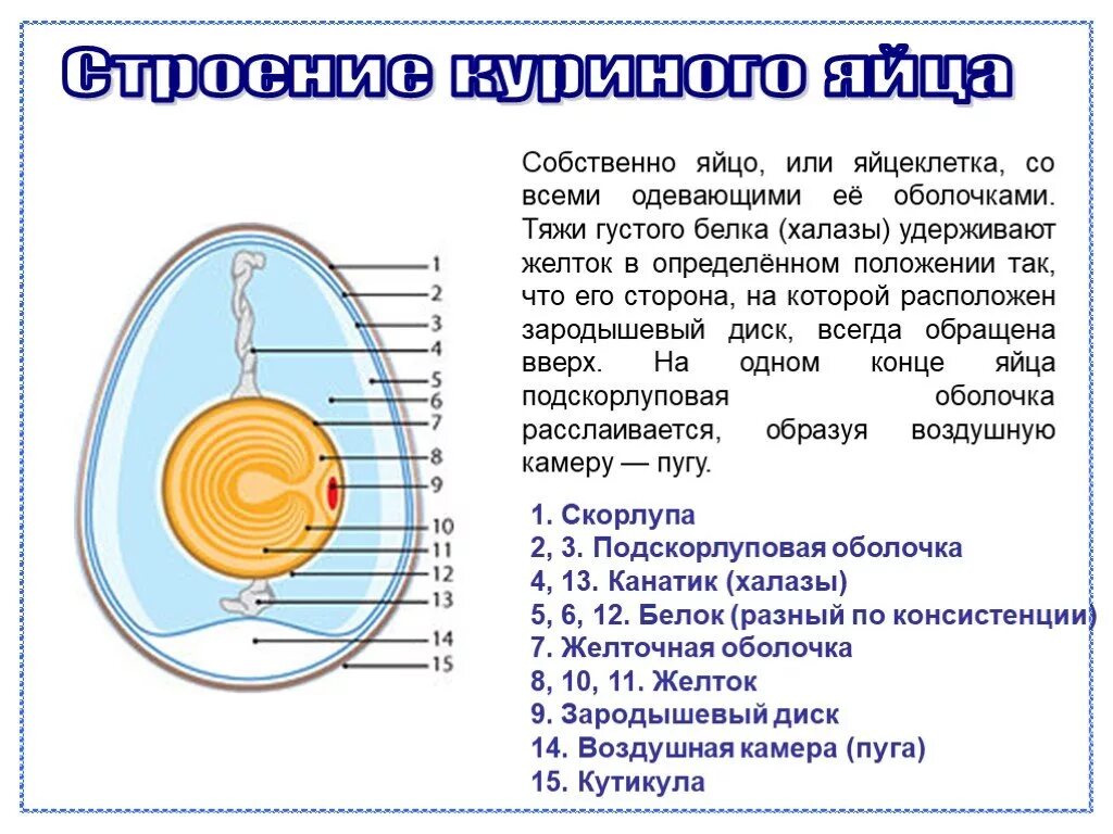 Строение яйца яйцевые оболочки. Строение яйца птицы халазы. Строение халазы в яйце. Строение яйцеклетки куриного яйца. Где находятся все яйца в ттд