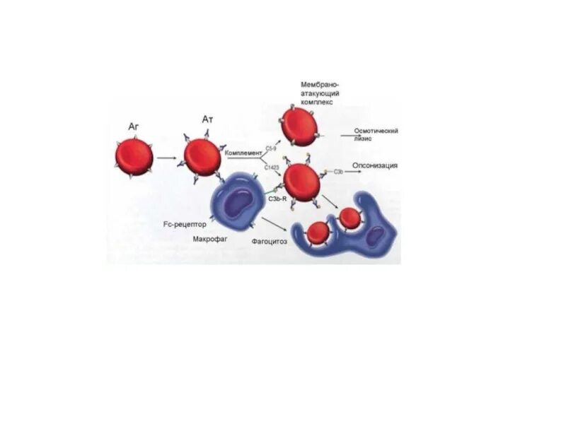 Комплемент как правильно. Система комплемента иммунология. Иммунология тема система комплемента. Система комплемента микробиология. Пути активации комплемента.
