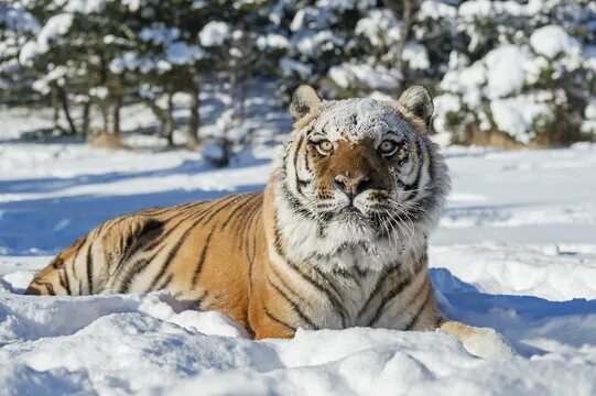 Siberian tiger (Panthera tigris altaica) walking in snow, captive. фотография St