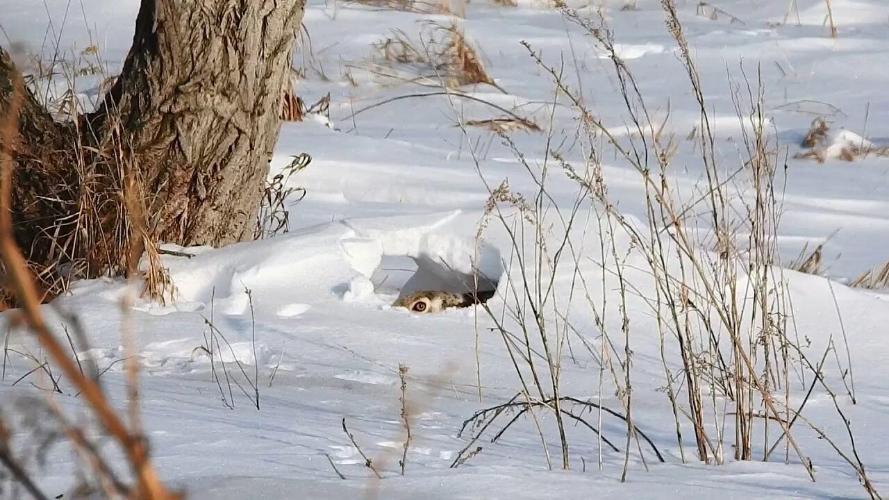 Лежка зайца зимой. Заяц Русак на лежке.