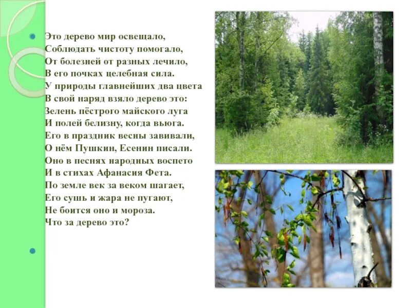 Песня был тот клен в березу. Текс песни про березу и клен. песня про березу и клен. текст песни про березу и клен. песня про клен и березу слова.