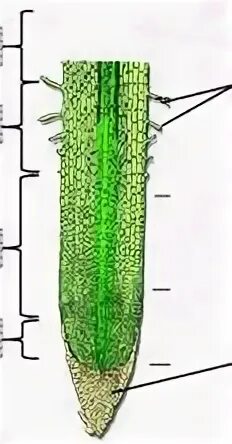 Зона деления. Зона деления корня. Корневые волоски под микроскопом. Схема рисунок корневой чехлик.
