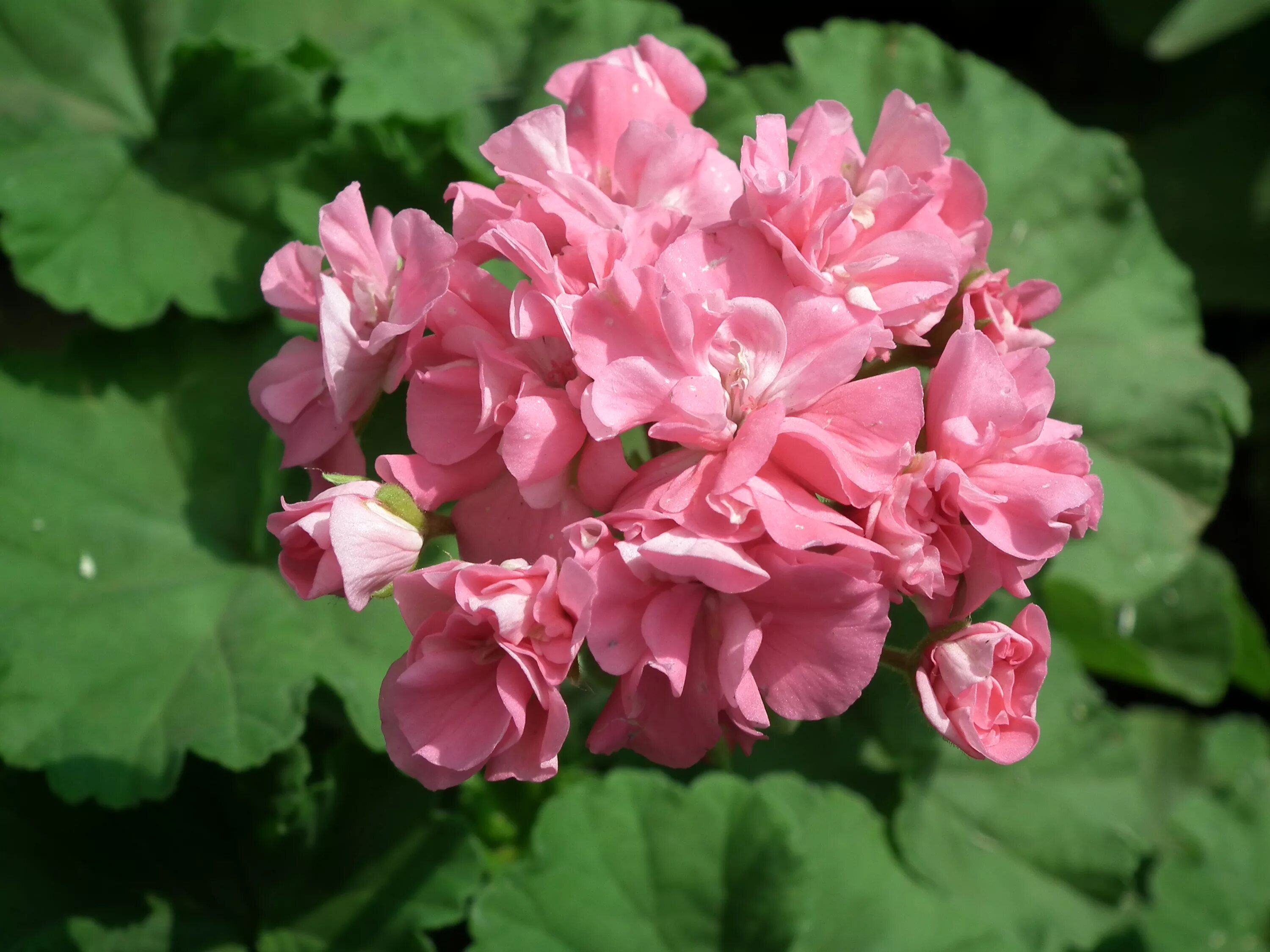 Чтоб цвела герань. Pink Geranium пеларгония. Eras Patricia пеларгония. Пеларгония "Кассия". Пеларгония Норланд розовый.